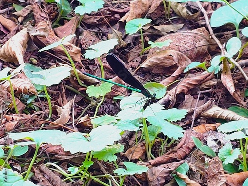 Forest Floor Jewel: A dynamic shot of a brilliant damselfly on a green leaf, framed by deep shadows and fallen leaves. The composition highlights vivid life against decay.