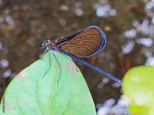 Blue-Edged Mystery: A macro shot captures a damselfly with stunning blue-lined wings resting on a leaf. This vibrant insect macro embodies quiet wonder, detail, and the secret beauty of nature.