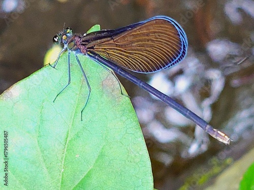 Blue-Edged Mystery: A macro shot captures a damselfly with stunning blue-lined wings resting on a leaf. This vibrant insect macro embodies quiet wonder, detail, and the secret beauty of nature.