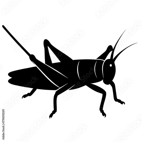 Green grasshopper isolated on white