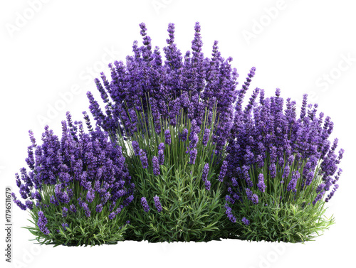 Lavender blooming plant bush isolated on transparent background