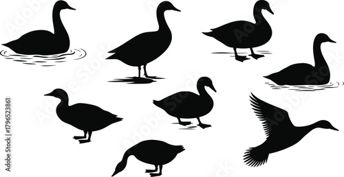 Duck Silhouette Vector Set, Flying, Swimming, Standing Poses, Waterfowl Shape Collection, Animal Motion Icons, Black Wildlife Illustration