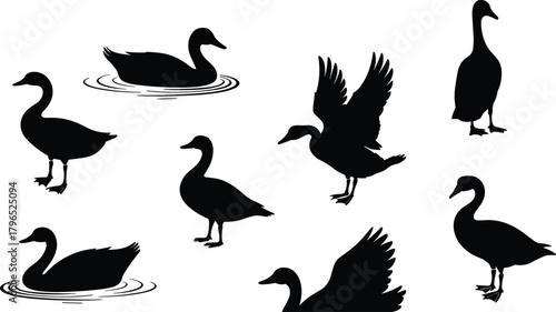Duck Silhouette Vector Set, Standing, Swimming, Flying Poses, Waterfowl Motion Icons, Wildlife Shape Collection, Black Animal Illustration Design
