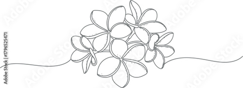 Delicate line drawing of a cluster of plumeria flowers