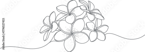 Delicate line drawing of a cluster of plumeria flowers