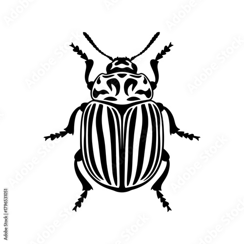 Colorado potato beetle illustration