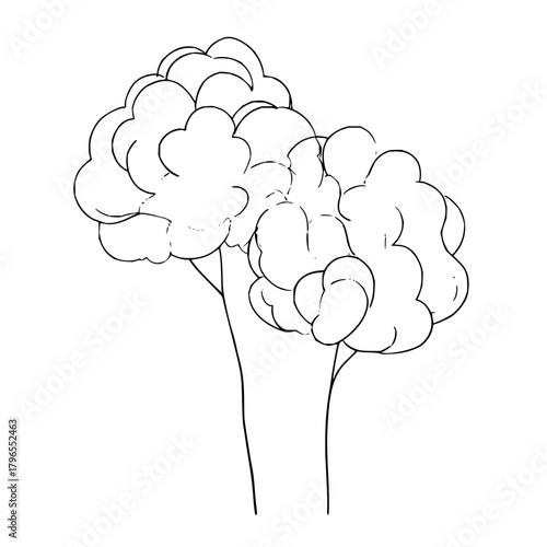 Drawing of cartoon broccoli vegetable plant vector illustration outline for coloring book page design art 101