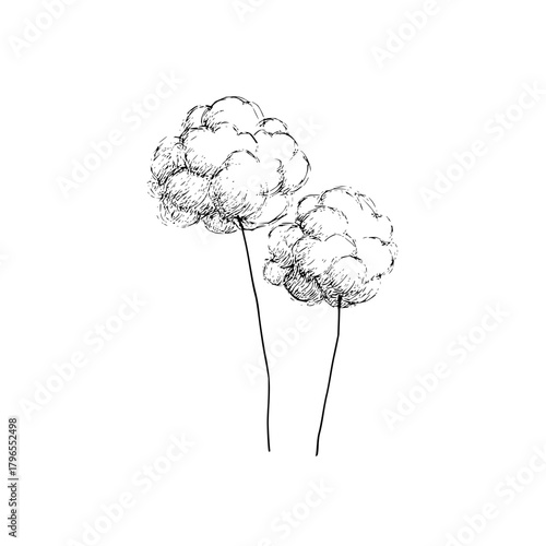 Hand drawn botanical illustration of two fluffy flowers vector art floral design element nature drawing style
