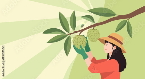 Fresh Custard Apples Harvesting Scene Depicting Agricultural Illustration with a Woman