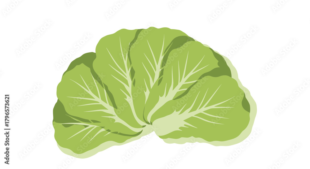 Fototapeta premium Fresh Lettuce Head Illustration Against a Deep Black Backdrop for Diverse Creative Needs