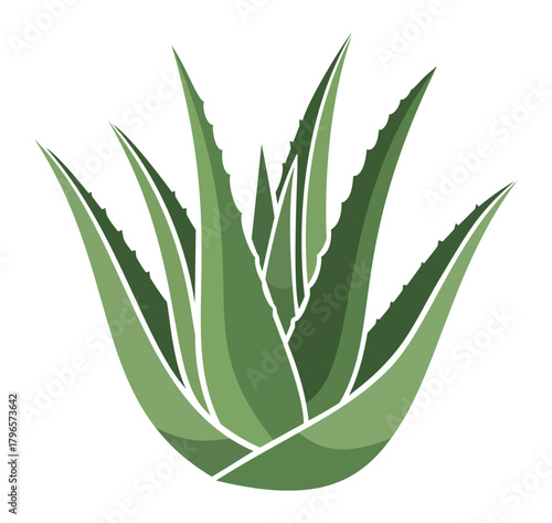 Aloe vera plant illustration with green succulent leaves, representing natural medicine, skincare, health, and beauty concepts