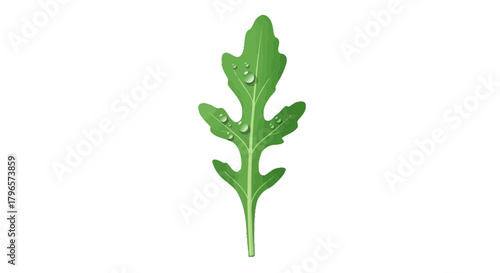 Fresh Arugula Leaf With Water Droplets On Black Abstract Background For Concept