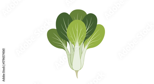 Fresh Bok Choy Illustration On A Black Background For Culinary And Health Uses