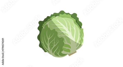 Fresh Cabbage Isolated on Black, Healthy Vegetable, Vegan Food Illustration