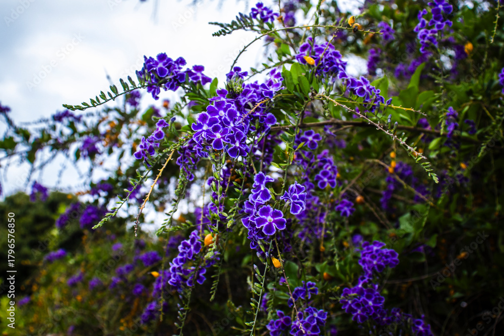 Fototapeta premium Vibrant purple flowers and cascading golden berries of the Duranta erecta, Golden Dewdrop. This beautiful, yet toxic, ornamental shrub is a species of the verbena family, native to the Americas.