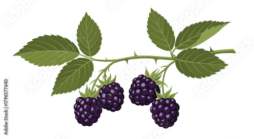 Fresh blackberries growing on a thorny branch with green leaves.