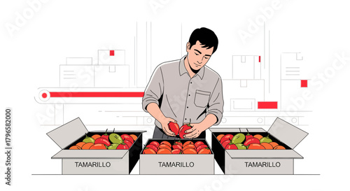 Fresh Produce Distribution: Worker Sorting Tamarillo Fruits into Boxes for Shipment