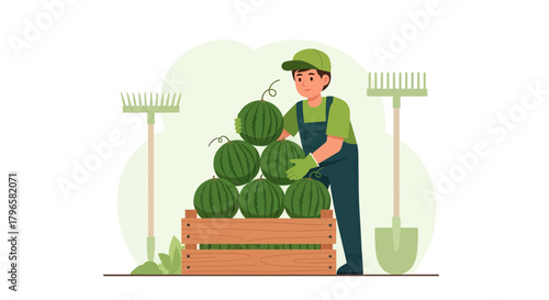 Fresh Produce Farmer Stacking Watermelons In Wooden Crate For Harvest And Sales