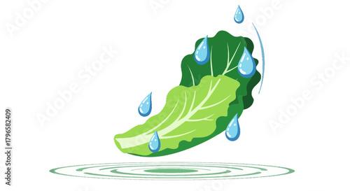 Freshly Washed Lettuce With Water Droplets Appearing Over Rippling Water Surface