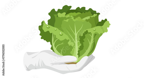 Freshly Harvested Lettuce Displayed on a Palm With Water Droplets Background