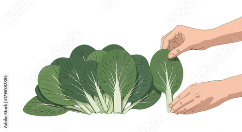 Freshly Harvested Green Leaves Arranged With a Dark Background for Impact