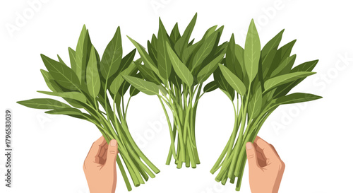 Freshly Picked Bunches Of Green Spinach In Hands Against A Black Backdrop