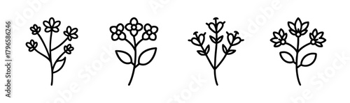 Delicate line art sedum flower sprigs and bouquets for elegant floral designs