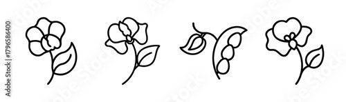 Delicate sweet pea flower drawings botanical art line art designs for floral graphics