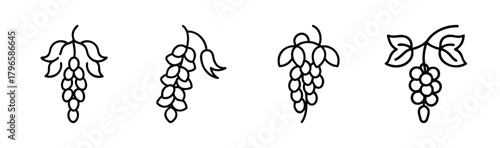 Four delicate line art grape clusters with leaves and tendrils botanical elements