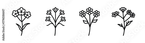 Delicate line art yarrow flower sprigs botanical illustrations four varieties