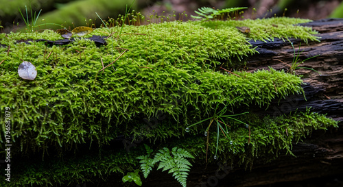 Explore lush green moss and ferns covering a fallen log, creating a vibrant woodland scene perfect for nature lovers and conservation projects