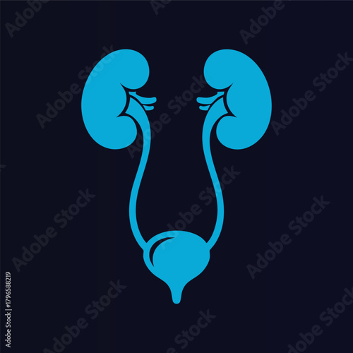 Detailed Minimalist Blue Silhouette Vector Representation Of The Human Urinary System Including The Kidneys Ureters And Bladder Essential For Scientific Educational And Urological Health Gra