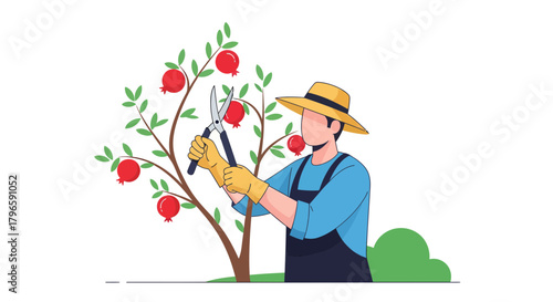 Gardener Pruning Pomegranate Tree, Harvesting Fruit Illustration, Orchard Concept