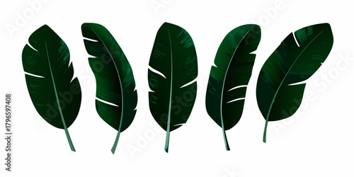 Five dark green banana leaves with visible veins arranged in a row on a white background