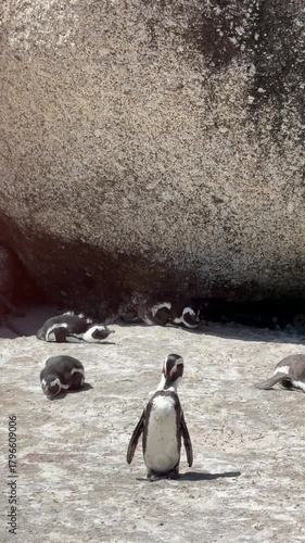 African Penguins on the Beach in South Africa (Spheniscus Demersus)