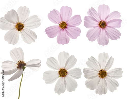Six delicate cosmos flowers in varying shades of white and pink against a white background