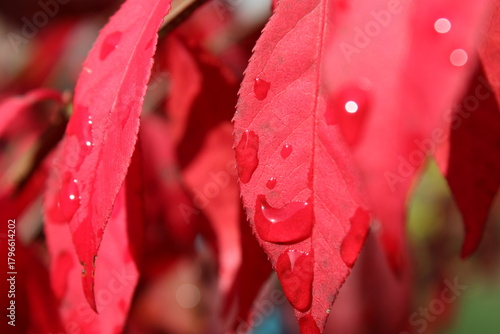Canvas-taulu water drops on red leaf