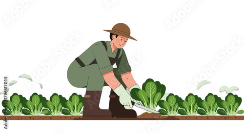 Healthy Farmer Harvesting: Vegetables Cultivation in the Agricultural Field Illustation Art