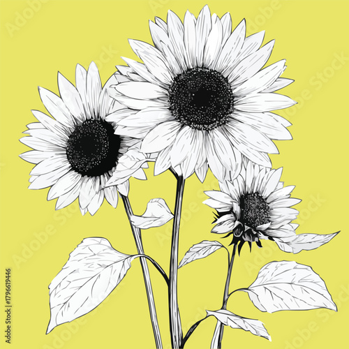 Detailed Sunflower Botanical Drawing Black and White Vector