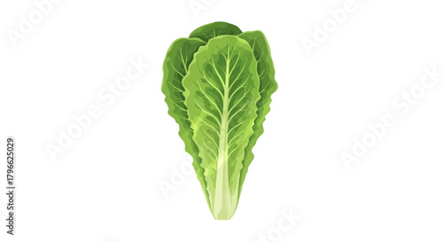 Illustration Of Fresh Green Lettuce Against A Deep Black Backdrop For Design Projects