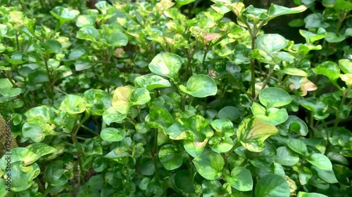 Wallpaper Mural Lush Greenery - A Close-Up View of Vibrant Plant Life. Torontodigital.ca