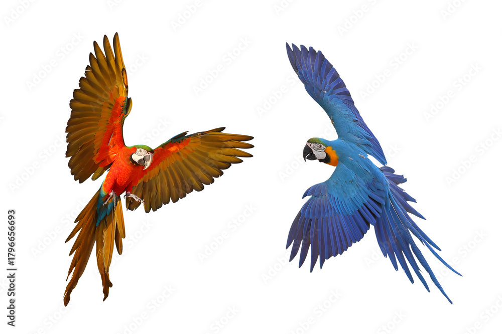 Obraz premium Colorful flying Macaw parrots isolated on transparent background png file