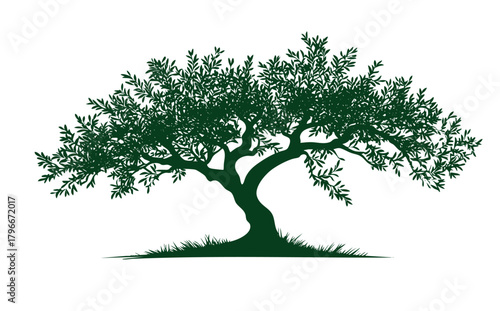 vector illustration of an olive tree
