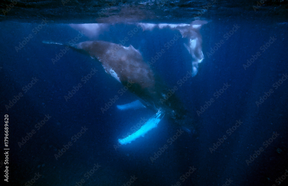 Naklejka premium Humpback whale