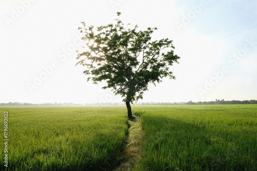 Photos Lone Tree in Paddy Field