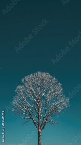 Solitary winter tree with bare branches against a teal sky. Serene, cold scene