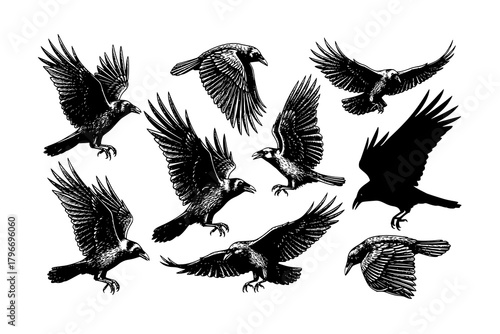 Set of Flying Crow Vector Sketch, Hand-Drawn Engraved Style Illustration of Large Black Bird and Vintage Raven Drawing
