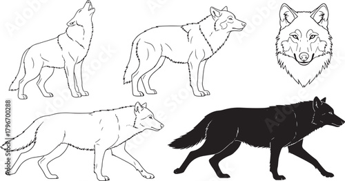 Wolf illustrations collection Vector