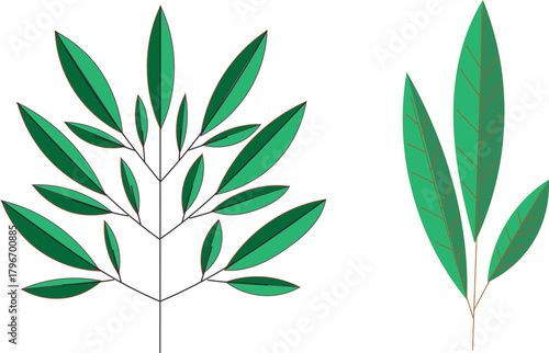A fresh green plant branch with natural leaves isolated, symbolizing spring, floral eco design, and herbal tea