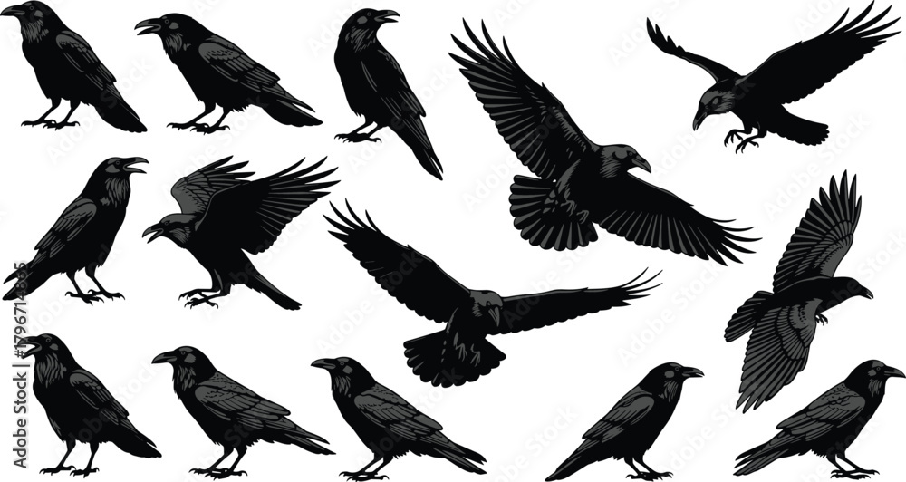 Fototapeta premium Raven crow silhouettes collection, detailed bird illustrations with feather textures, flying and perching poses, black wildlife bird artwork, vector icon set for 